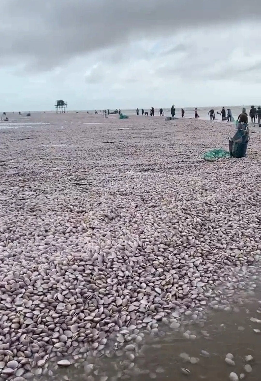Lượng lớn ngao tự nhiên bị sóng biển đánh dạt vào khu vực bãi Cồn Lu thuộc vùng biển Giao Thủy, tỉnh Nam Định 