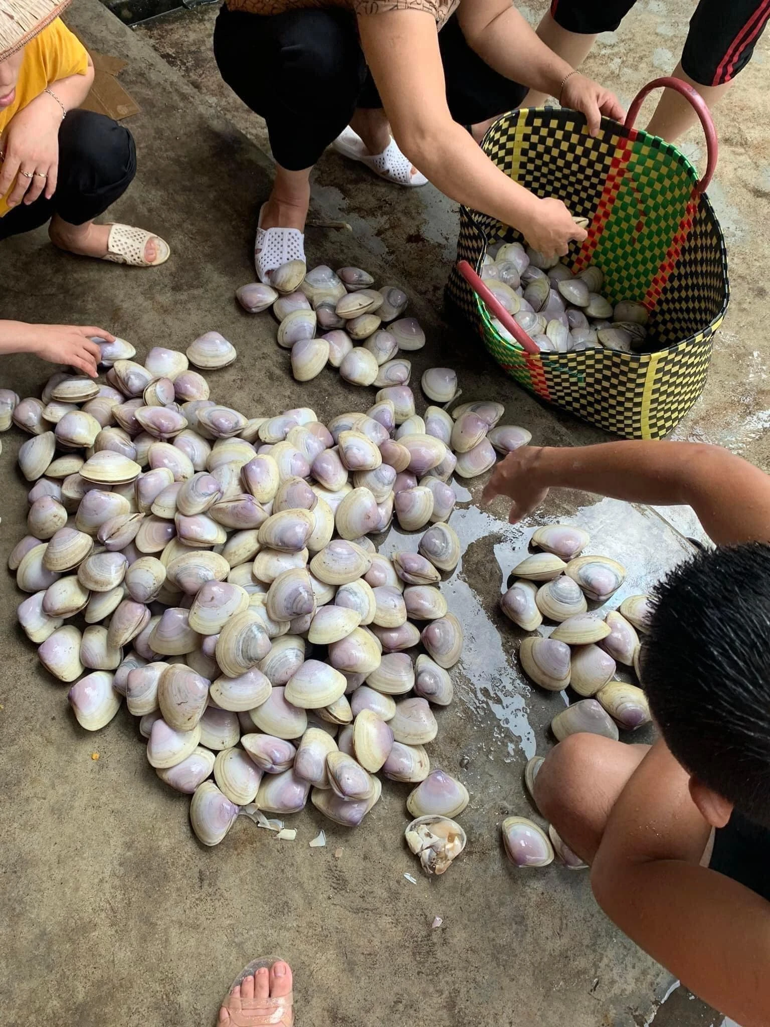 Người dân đổ xô ra bãi biển Cồn Lu để nhặt những con ngao còn sống